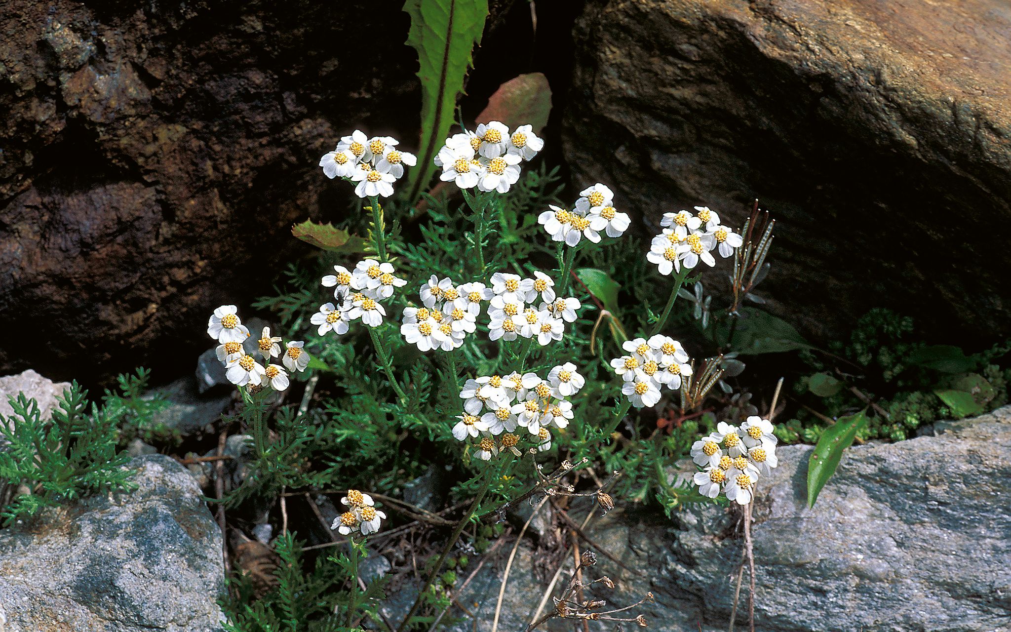 Achillea moschata